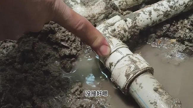 মাংসখণ্ডের -12
